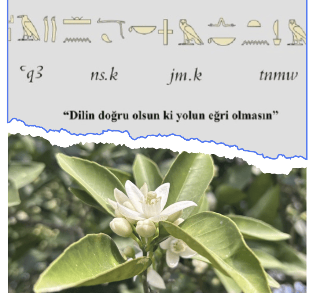 DE PROFUNDİS CLAMAVİ / Uçurumun Dibinden&nbsp;Haykırdım